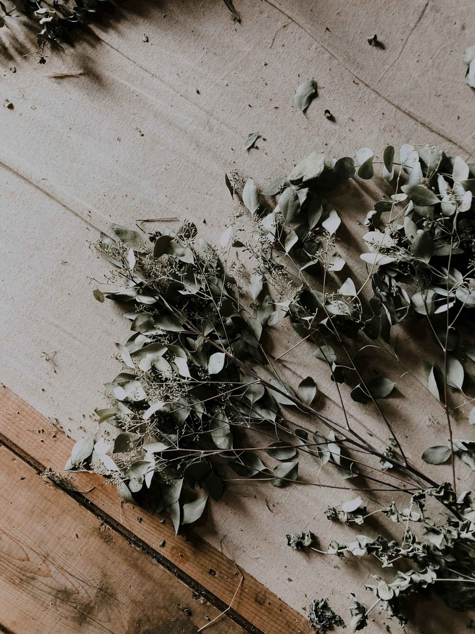 Dried eucalyptus branches scattered on a pale linen surface