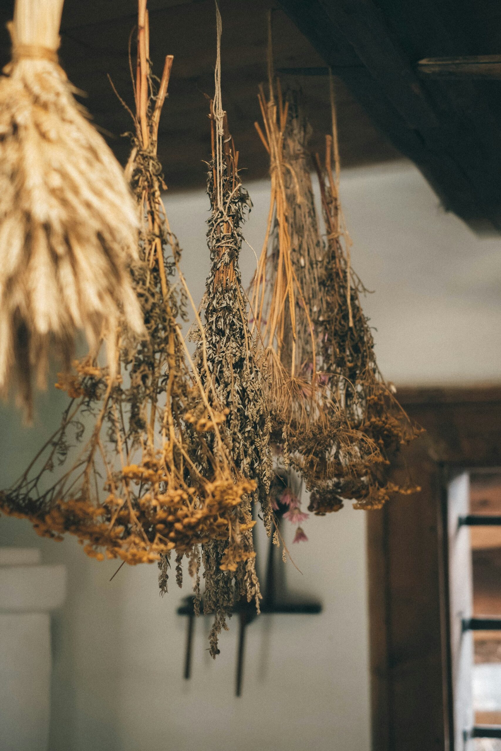 Bunches of herbs and grasses hanging to dry in warm golden light